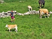 30 Mucche al pascolo
